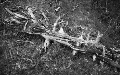 Les Arbres du Col du Télégraphe
